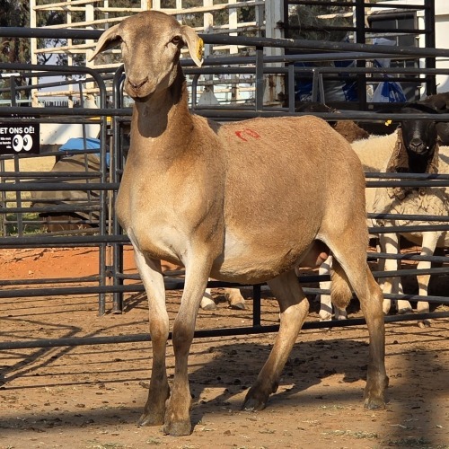 1 X MEATMASTER EWE M. LOUW