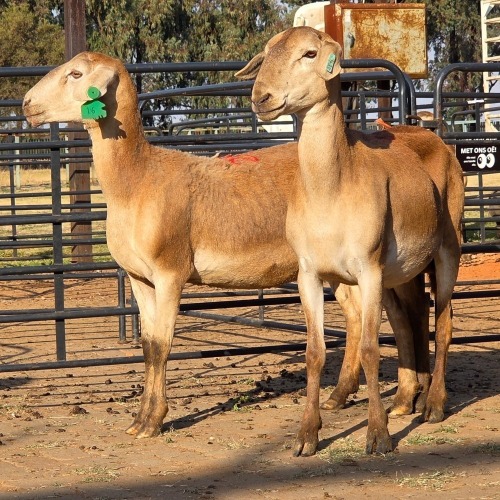 2 X MEATMASTER EWE M. LOUW (Per animal to take the lot)