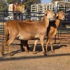 2 X MEATMASTER EWE M. LOUW (Per animal to take the lot)
