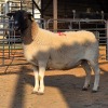 1 X DORPER EWE TIEGERPOORT