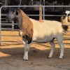 1 X DORPER EWE TIEGERPOORT