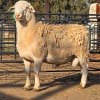 1 X WHITE DORPER RAM M. LOUW