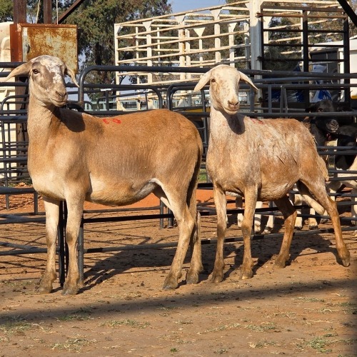 2 X MEATMASTER EWE M. LOUW (Per animal to take the lot)