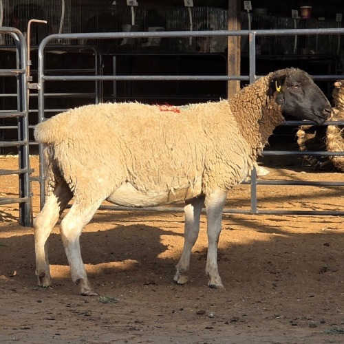 1 X DORPER EWE TIEGERPOORT