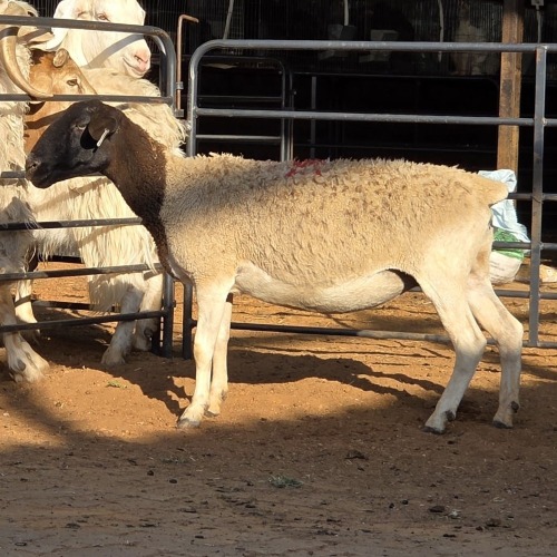 1 X DORPER EWE TIEGERPOORT
