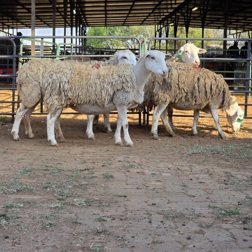 4 X WHITE DORPER EWE M. LOUW (Per animal to take the lot)