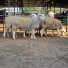 4 X WHITE DORPER EWE M. LOUW (Per animal to take the lot)