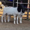 2 X DORPER RAM TIEGERPOORT (Per animal to take the lot)