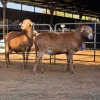 2 X MEATMASTER RAM CGH CONSULTING (Per animal to take the lot)