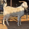 1 X ANGORA CROSS GOAT BUCK CGH CONSULTING