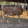 1 X MEATMASTER RAM CGH CONSULTING