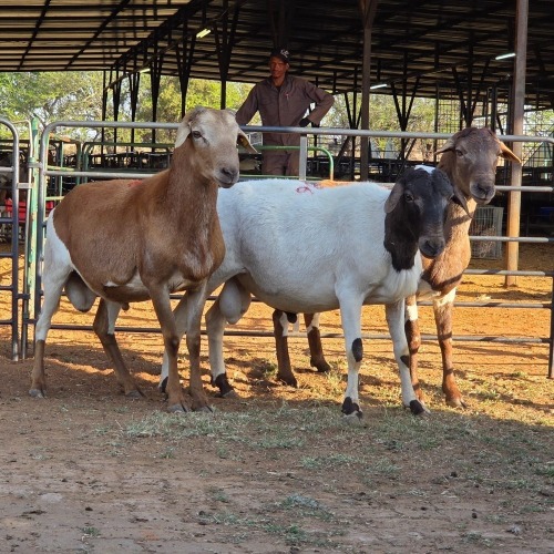 3 X MEATMASTER RAM CGH CONSULTING (Per animal to take the lot)