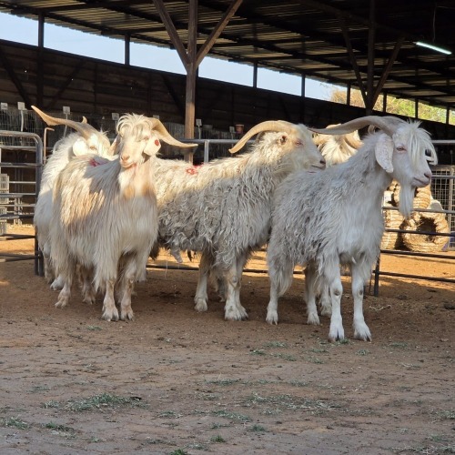 5 X ANGORA CROSS GOAT BUCK CGH CONSULTING (Per animal to take the lot)