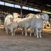 5 X ANGORA CROSS GOAT BUCK CGH CONSULTING (Per animal to take the lot)