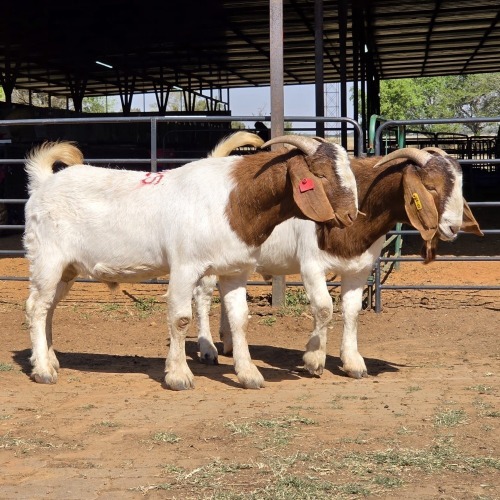 2 X BOERBOK BUCK A. DOS SANTOS (Per animal to take the lot)
