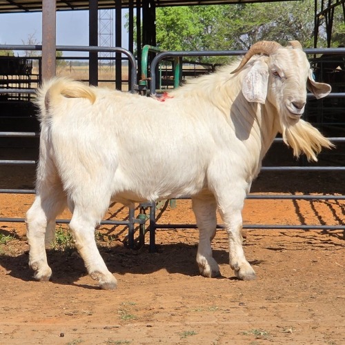 1 X SAVANNA BUCK KLIPHARD BOERDERY