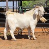 1 X SAVANNA BUCK KLIPHARD BOERDERY