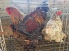 2 X BLUE MILLEFLEUR BRAHMA ROOSTER & HEN M. BEZUIDENHOUT (Per animal to take the lot)