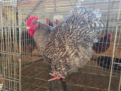 1 X CUCKOO ORPINGTON ROOSTER M. BEZUIDENHOUT