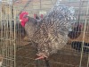 1 X CUCKOO ORPINGTON ROOSTER M. BEZUIDENHOUT