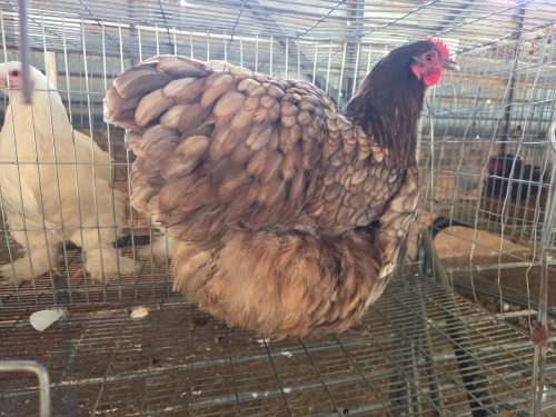1 X CHOCOLATE ORPINGTON HEN M. BEZUIDENHOUT