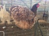 1 X CHOCOLATE ORPINGTON HEN M. BEZUIDENHOUT
