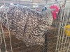 1 X CUCKOO ORPINGTON ROOSTER M. BEZUIDENHOUT