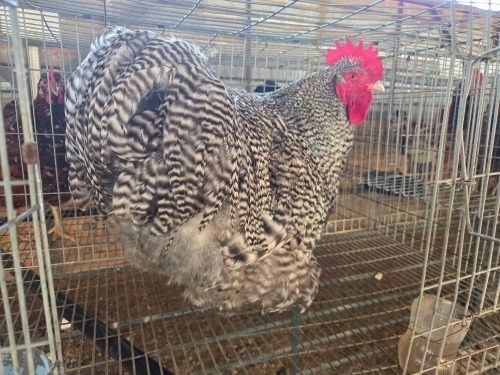 1 X CUCKOO ORPINGTON ROOSTER M. BEZUIDENHOUT