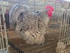 1 X CUCKOO ORPINGTON ROOSTER M. BEZUIDENHOUT