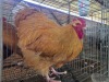 1 X BUFF ORPINGTON ROOSTER M. BEZUIDENHOUT