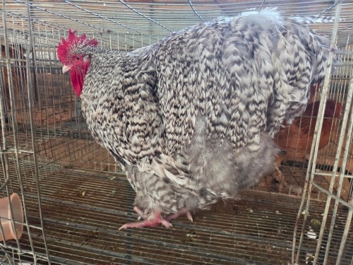 1 X CUCKOO ORPINGTON ROOSTER M. BEZUIDENHOUT