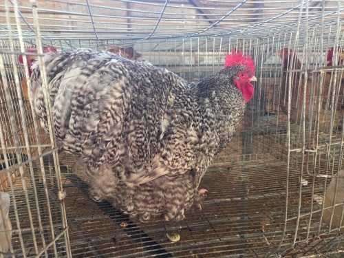 1 X CUCKOO ORPINGTON ROOSTER M. BEZUIDENHOUT