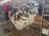 1 X SPLASH ORPINGTON ROOSTER M. BEZUIDENHOUT