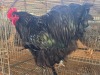 1 X BLACK ORPINGTON ROOSTER M. BEZUIDENHOUT