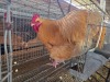 1 X BUFF ORPINGTON ROOSTER M. BEZUIDENHOUT