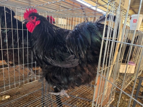 1 X BLACK ORPINGTON ROOSTER M. BEZUIDENHOUT