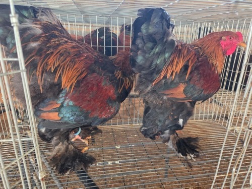 2 X GOLDEN PARTRIDGE ROOSTER M. BEZUIDENHOUT (Per animal to take the lot)