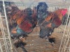 2 X GOLDEN PARTRIDGE ROOSTER M. BEZUIDENHOUT (Per animal to take the lot)