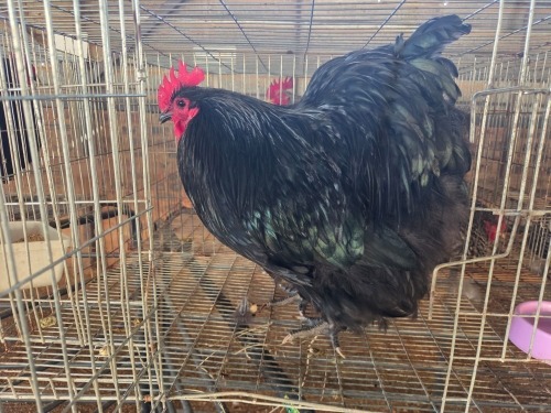 1 X BLACK ORPINGTON ROOSTER M. BEZUIDENHOUT