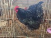 1 X BLACK ORPINGTON ROOSTER M. BEZUIDENHOUT