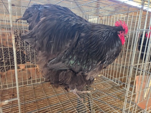 1 X BLUE ORPINGTON ROOSTER M. BEZUIDENHOUT