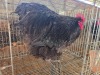 1 X BLUE ORPINGTON ROOSTER M. BEZUIDENHOUT