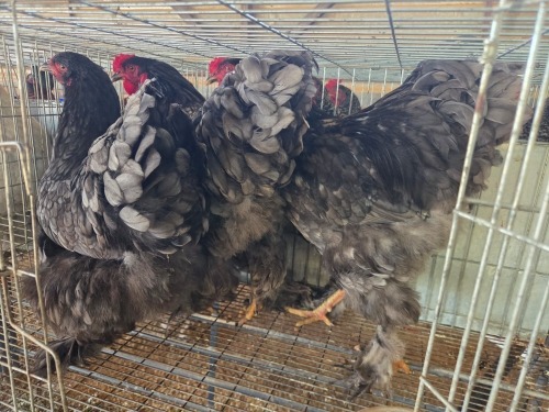 3 X BRAHMA ROOSTER & HEN F. BONESCHANS (Per animal to take the lot)