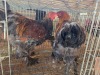 2 X BLUE MILLEFLEUR ROOSTER M. BEZUIDENHOUT (Per animal to take the lot)
