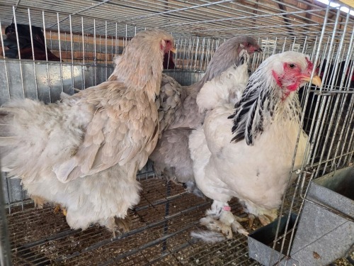 3 X BRAHMA ROOSTER & HEN F. BONESCHANS (Per animal to take the lot)