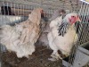 3 X BRAHMA ROOSTER & HEN F. BONESCHANS (Per animal to take the lot)