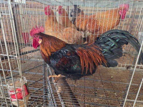 1 X FARM CHICKEN ROOSTER HSM KOTZE