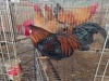 1 X FARM CHICKEN ROOSTER HSM KOTZE