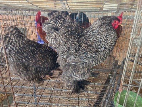 2 X CUCKOO BRAHMA ROOSTER & HEN F. BONESCHANS (Per animal to take the lot)