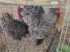 2 X CUCKOO BRAHMA ROOSTER & HEN F. BONESCHANS (Per animal to take the lot)
